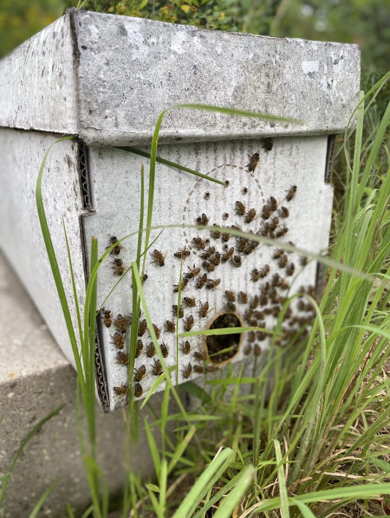 Nucleus Hive (Nucs) – The Bee Commander